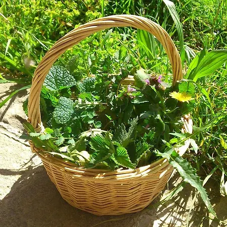 Terra Di Elea Azienda Agricola Di Raimondo Michela *