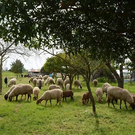 Terra Di Elea Azienda Agricola Di Raimondo Michela Séjour à la campagne *